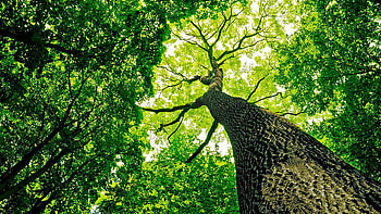 Worm's Eye View Of Green Leafed Trees Branches Under Sky Nature HD wallpaper