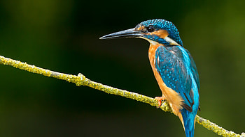 Kingfisher bird , Background perfection, Stunning graphy, Majestic bird HD wallpaper