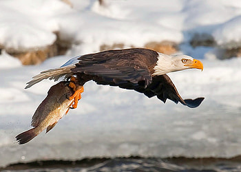 Big Catch, cool HD wallpaper