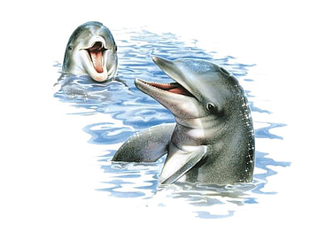 Dolphins, animal, life, cute, fish, dolphin HD wallpaper
