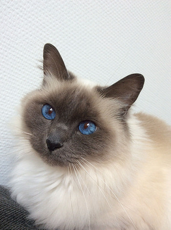 Birman cat, Otosection HD phone wallpaper