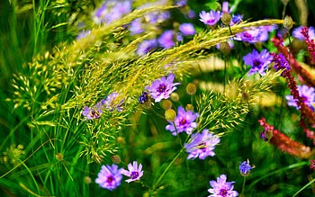 WILD FLOWERS, Lawn, Grass, Flowers, wild, Wildflowers HD wallpaper
