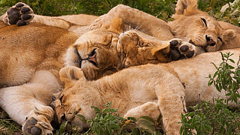 Serengeti National Park, Tourist attractions in Tanzania, Tanzania safari, African adventure HD wallpaper