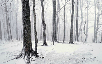 Winter in the forest jpg HD wallpaper