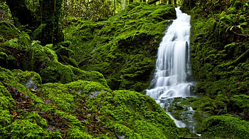 GREEN FOREST FALLS, waterfalls, nature, forest, green HD wallpaper
