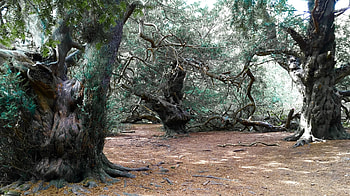 Ancient yew trees, Kingley Vale Sussex, Herbidacious HD wallpaper