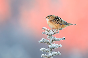 Cute Little Bird, birds HD wallpaper
