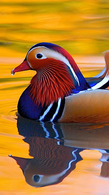 Mandarin Duck, Galericulata HD phone wallpaper