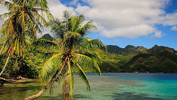 Paradise beach, Sandy shores, Tropical escape, Palm tree bliss HD wallpaper