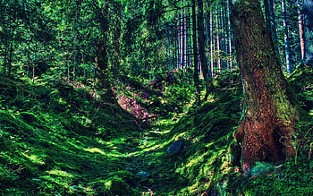 Nature, Grass, Wood, Forest, Tree, Path, Trail HD wallpaper