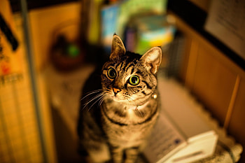 Animals, Cat, Eyes, Blur, Smooth, Striped, Sight, Opinion HD wallpaper