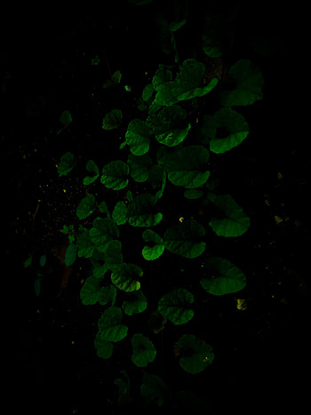 Leaves, Bush, Plant, Dark HD phone wallpaper