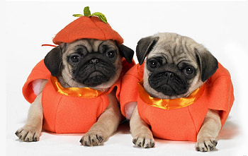 Animals, Dogs, Pugs, Puppies, Costumes HD wallpaper
