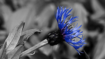 Flower, Plant, Macro, Bloom, Flowering HD wallpaper
