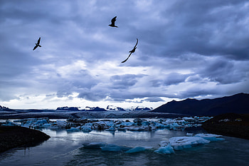 Landscape, Nature, Birds, Ice, Lake, Glacier HD wallpaper