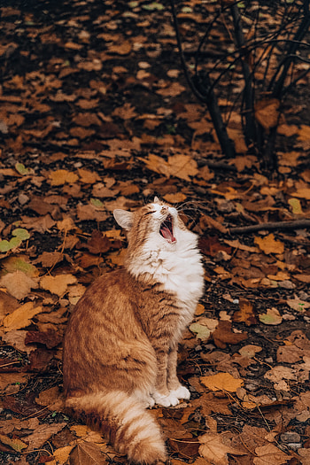 Funny, Animals, Autumn, Cat, Foliage, To Yawn, Yawn HD phone wallpaper