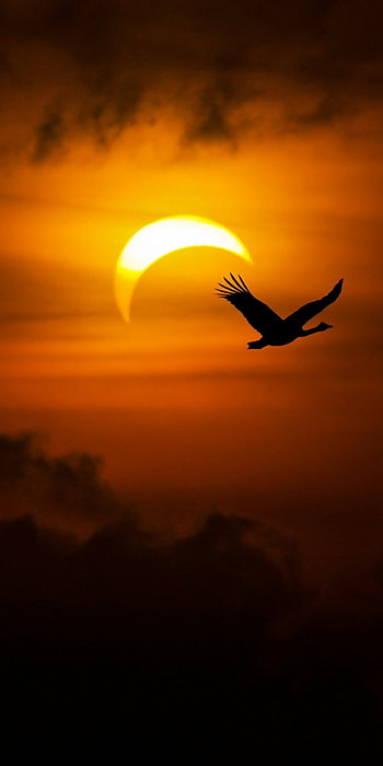 Solar Eclipse, Celestial event, Extraordinary sight, Astronomical wonder HD phone wallpaper
