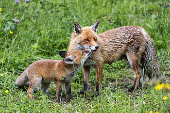 Animals, Fox, Young, Nice, Sweetheart, Family, Care, Joey, Tenderness, Mum, Mummy HD wallpaper