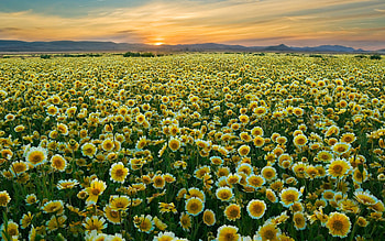 Pretty flower field HD wallpaper