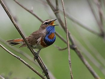 Animals, Birds HD wallpaper