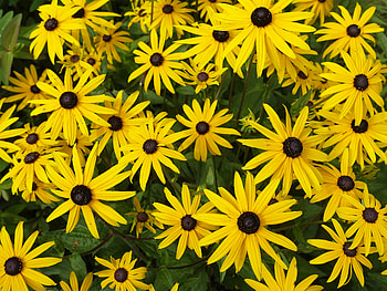 Flowers, Camomile, Petals, Chamomile HD wallpaper