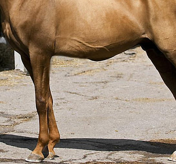 Arabian Murmansk, horses, chestnut, murmansk breed, animals, rare, arabian HD wallpaper