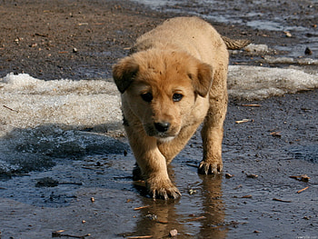SAD DOG, dog, river, sea, animal, eyes, cute, nice, cool, water HD wallpaper