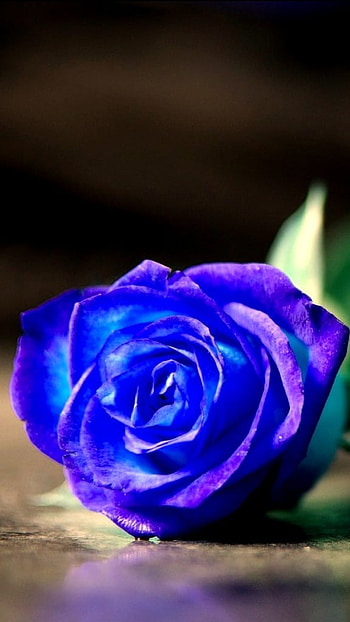 Blue Rose, Beautiful, Natural Flower, natural, flower HD phone wallpaper