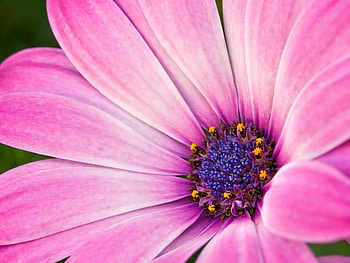 Pink daisy, pink, daisy, petals, flower HD wallpaper