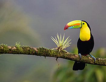 Toucan, Costa Rica HD wallpaper