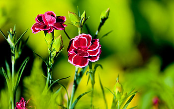 Grass, Flower, Macro, Dark, Light, Light Coloured, Carnation HD wallpaper