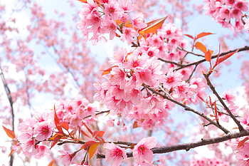 Cherry Blossom Tree Branches , blossom, flowers HD wallpaper