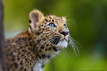 BLUE EYED CUB, blue, big cats, wildlife, cub, eyes, cute, feline HD wallpaper