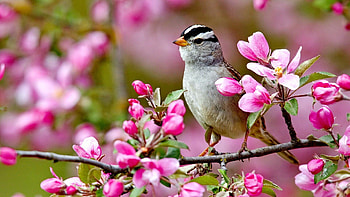 White-crowned Sparrow, Spring HD wallpaper