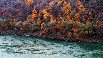 Fall colors along the Niagara River - Artpark Trail, NY, forest, water, fautumn, trees, colors, usa HD wallpaper