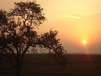sunset, trees, new, nice HD wallpaper