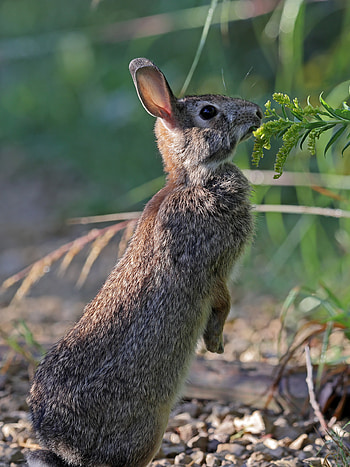 Animals, Grass, Animal, Profile, Rabbit, Hare HD phone wallpaper