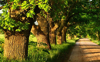 Oak Avenue in Latvia, oaks, avenue, trees, Latvia, road HD wallpaper