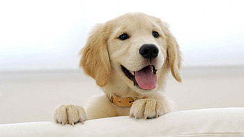 Labrador dog , High-resolution , Canine loyalty, Furry friend HD wallpaper