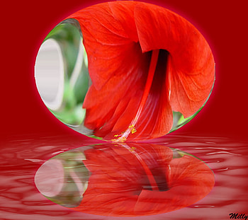 Splendid Reflection, reflection, water, red, flower HD wallpaper