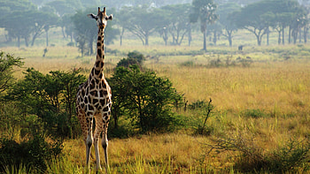 Uganda travels, Nature, , Breathtaking HD wallpaper