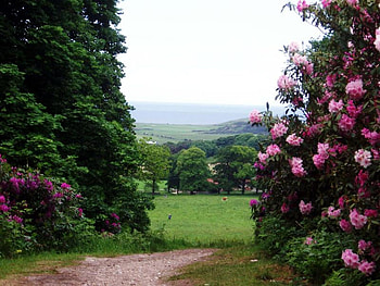 Pathway to the Field, trees, grass, path, flower HD wallpaper