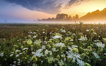 Summer Sunrise, mist, summer, meadow, sunrise HD wallpaper