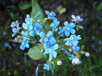 Plants, Flowers HD wallpaper