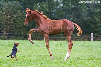 Do you want to Play, dog, horses, animals, nature, play, pony HD wallpaper