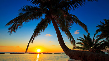 Sunset at the Maldives, palm, sun, sea, colors, trees, sky HD wallpaper
