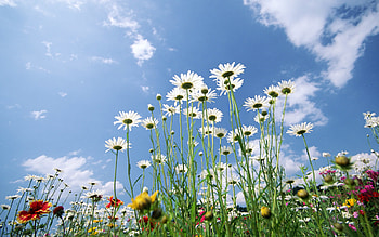 screensavers, spring, sky, glade HD wallpaper
