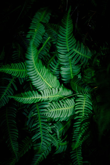 Nature, Leaves, Dark, Vegetation, Shadows HD phone wallpaper