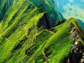 Wild beauty, wild, beauty HD wallpaper