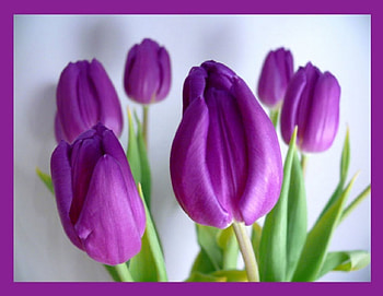 Spring purple, bouquet, entertainment, beautiful, wonderful, tulips, fresh, purple, fashion, love, green, forever HD wallpaper